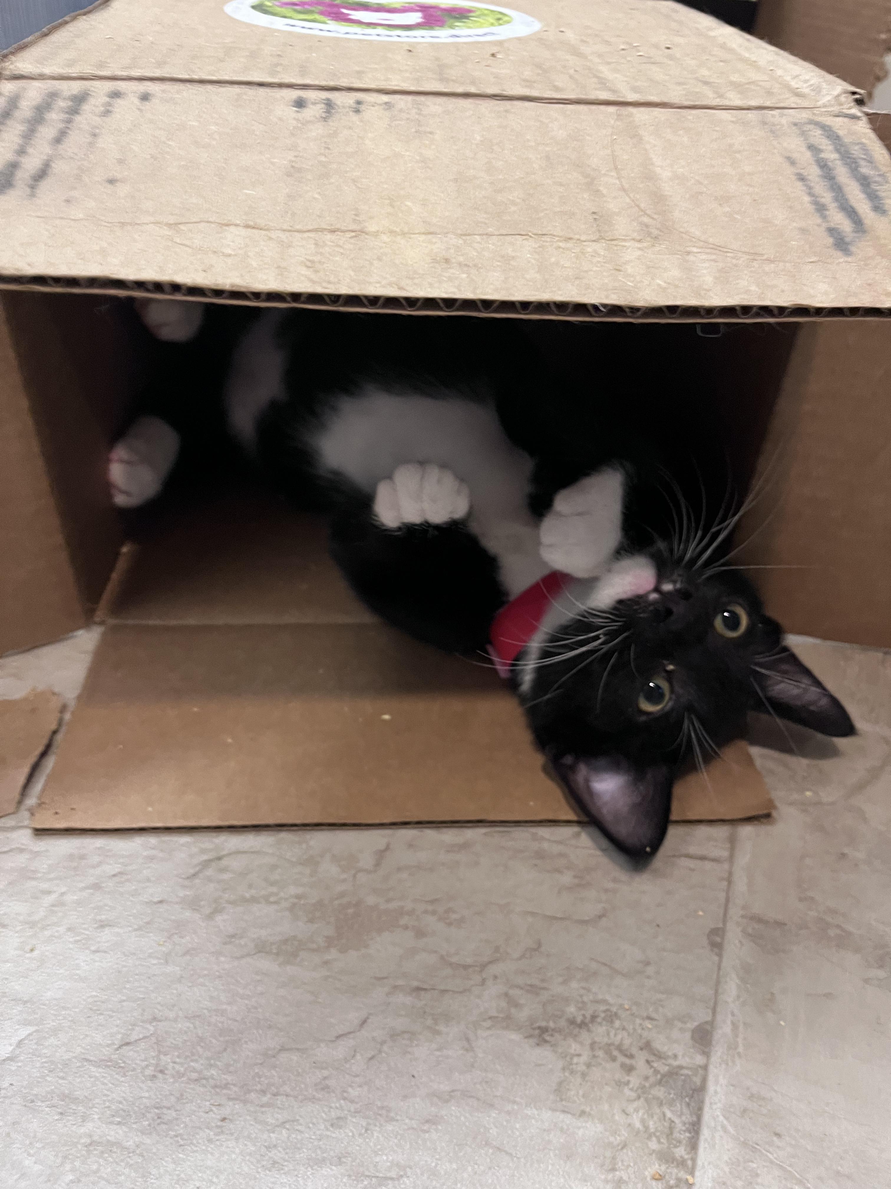 Enlarge Larry, a Adoptable Domestic Short Hair in Eugene, OR image 3/4