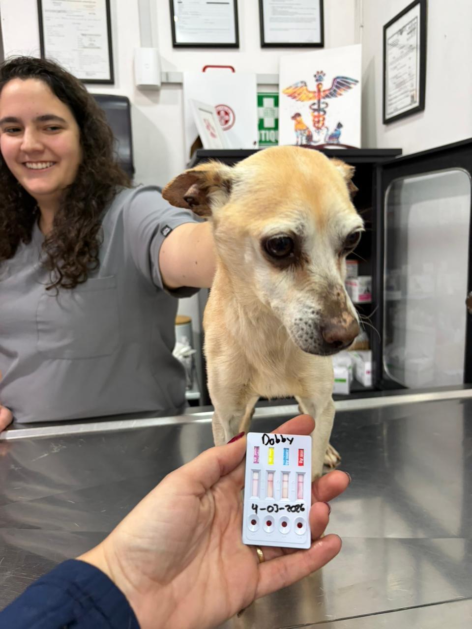 Enlarge Dobby, a Adoptable mixed breed in Hilton, NY image 3/5