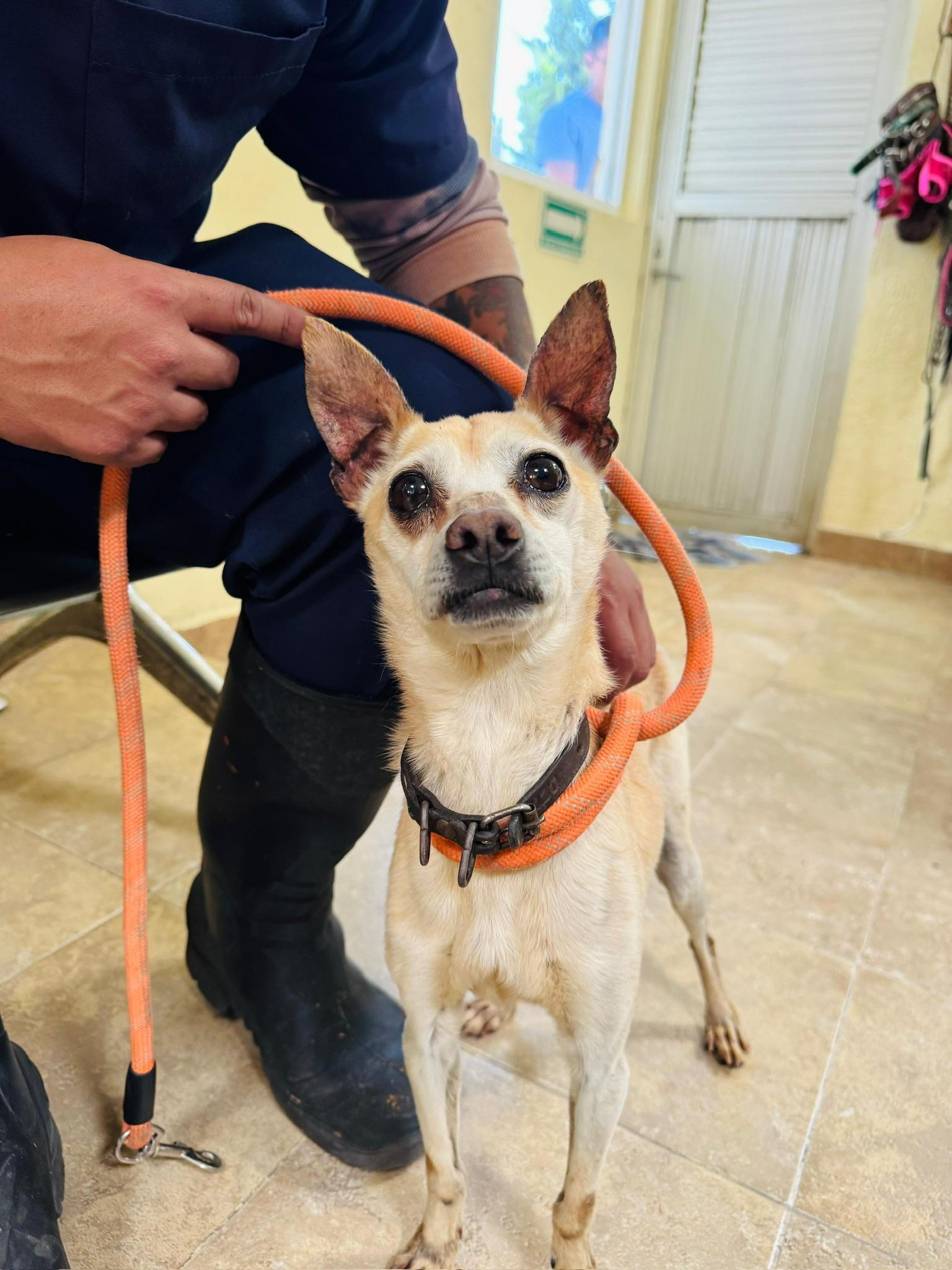 Enlarge Dobby, a Adoptable mixed breed in Hilton, NY image 2/5