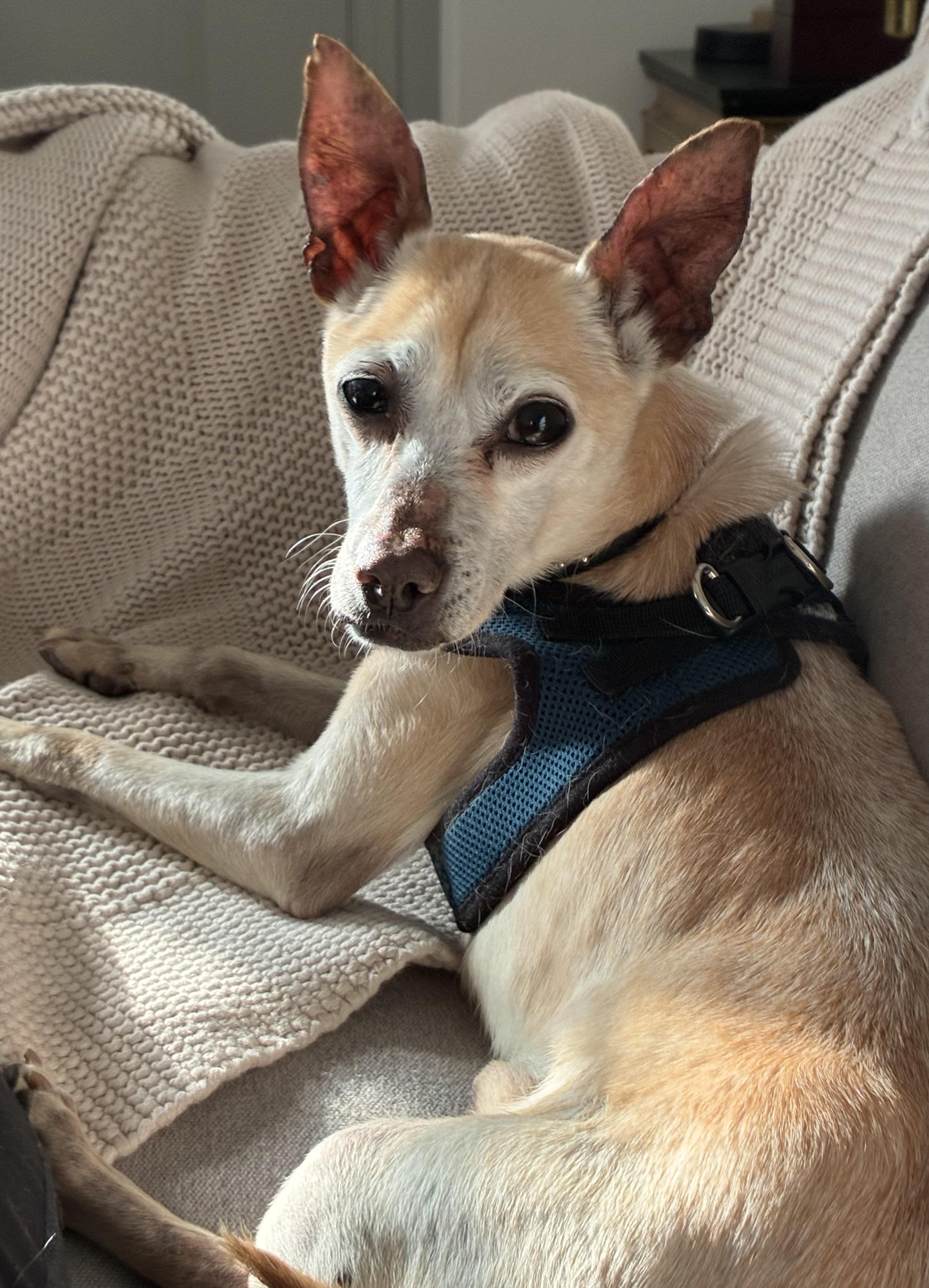 Enlarge Dobby, a Adoptable mixed breed in Hilton, NY image 1/5