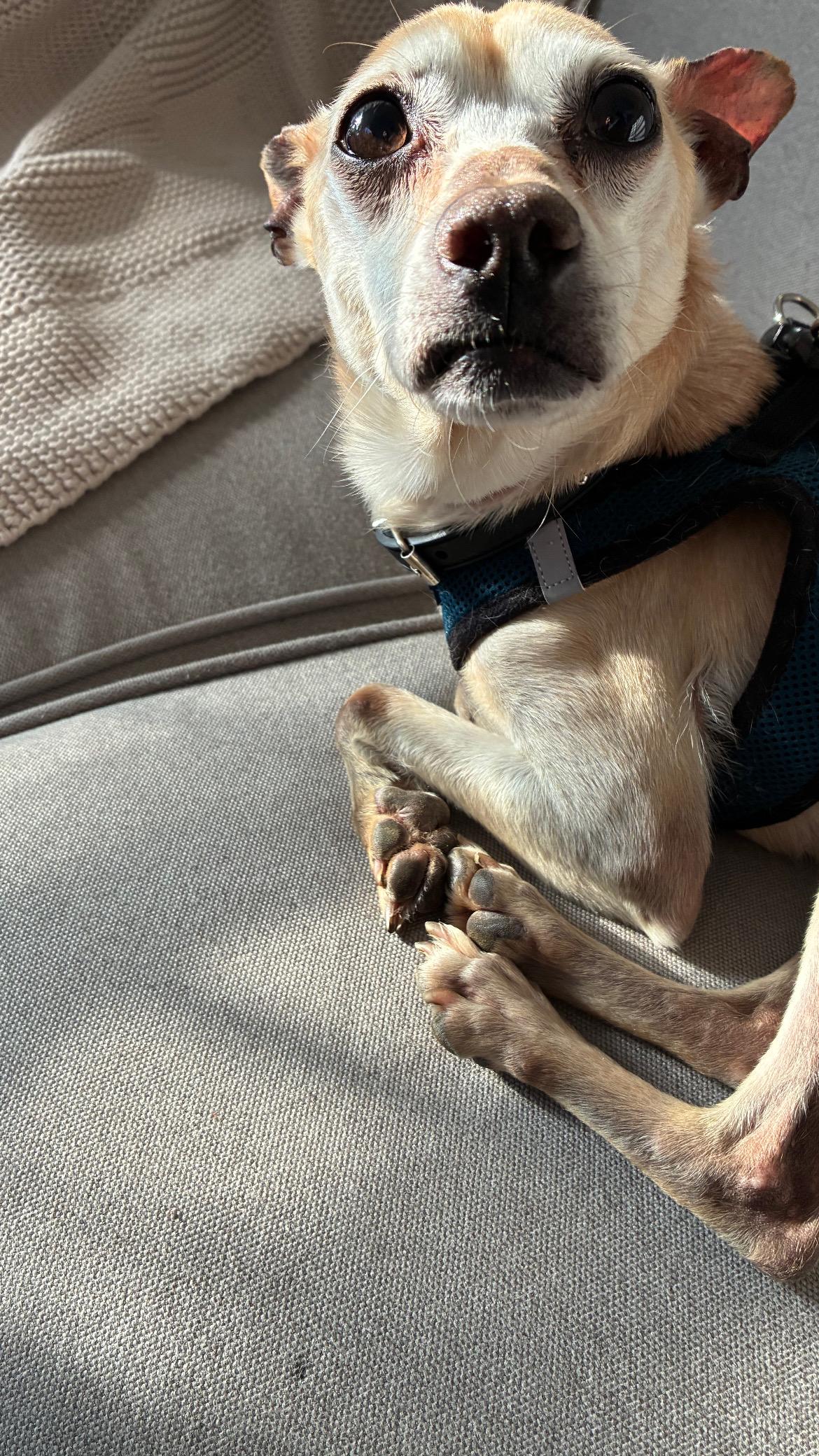 Enlarge Dobby, a Adoptable mixed breed in Hilton, NY image 5/5