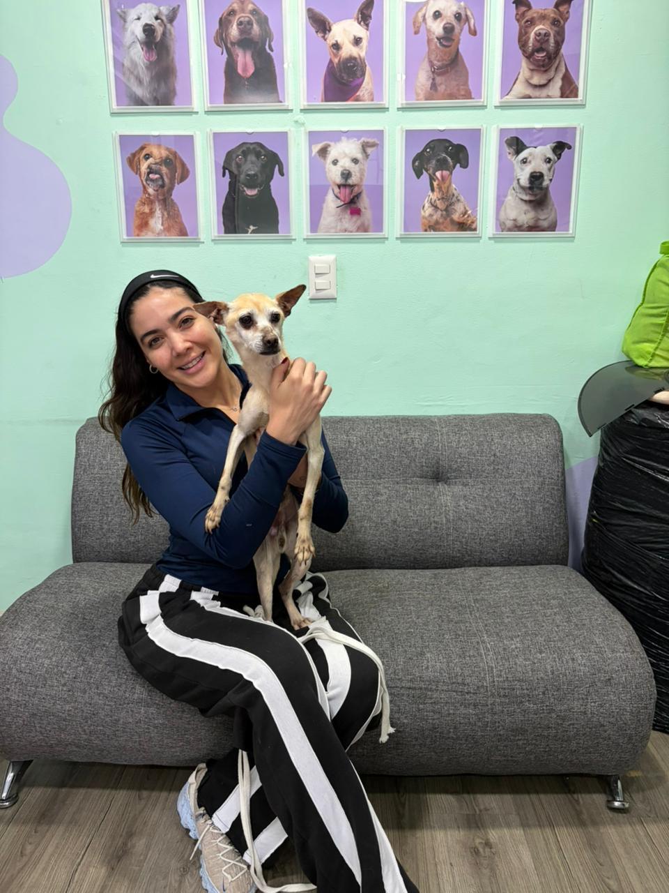 Enlarge Dobby, a Adoptable mixed breed in Hilton, NY image 4/5