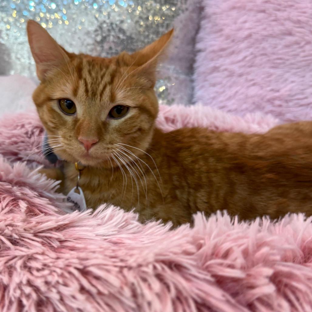 Rusty — thumbnail 3