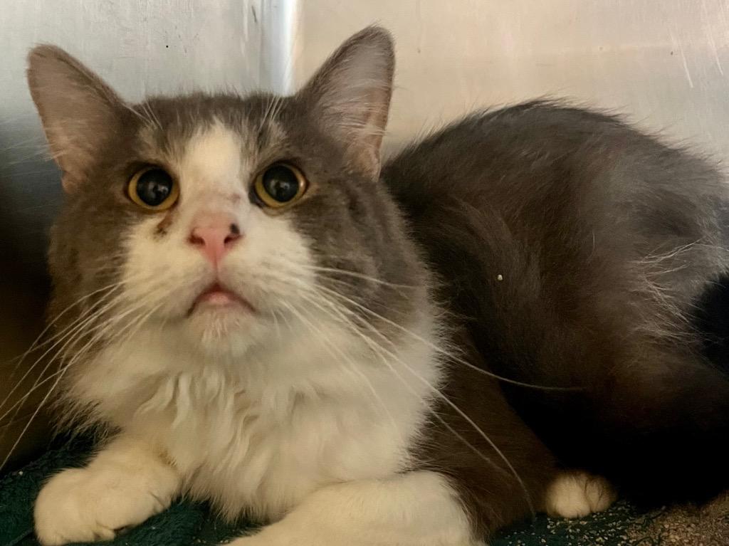 Angus, Adoptable, Adult Male Domestic Medium Hair.