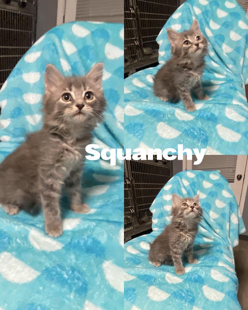 Squanchy, Baby Female Domestic Long Hair