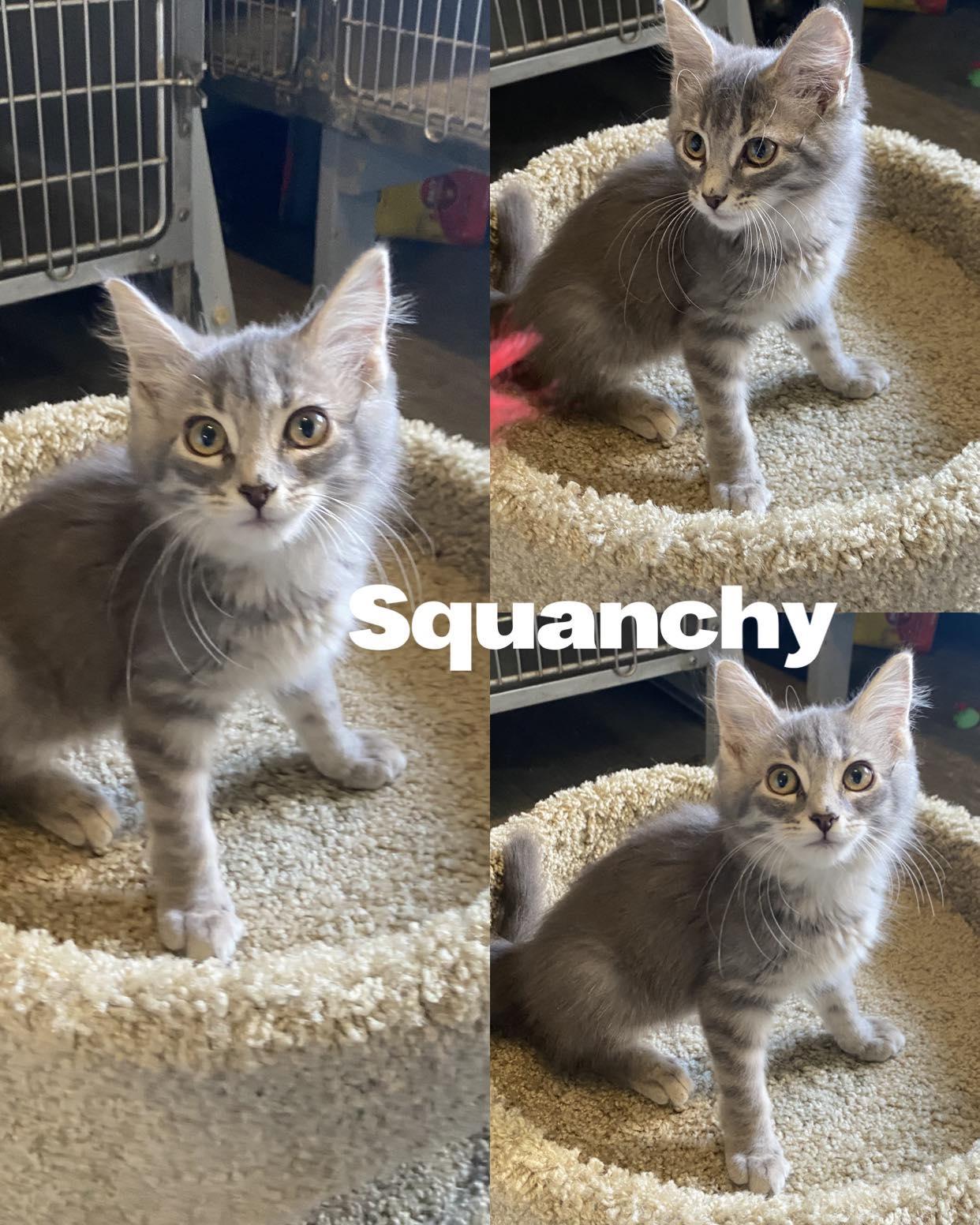 Squanchy