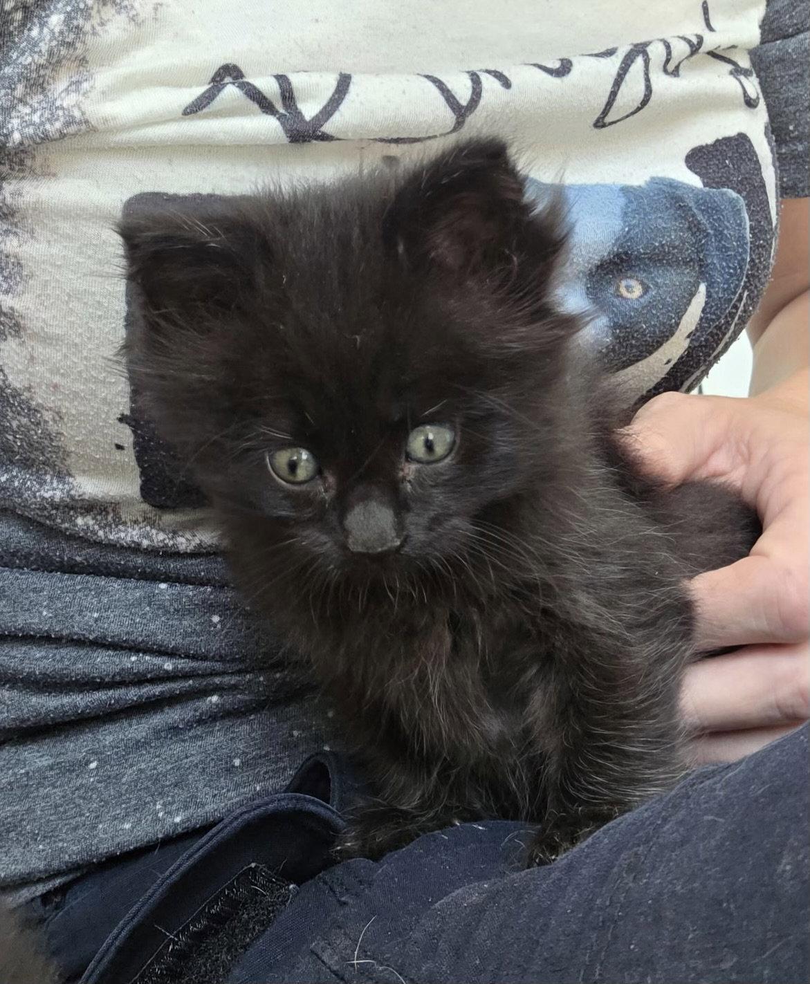 Groot_returned, Adopted, Kitten Male Domestic Medium Hair.