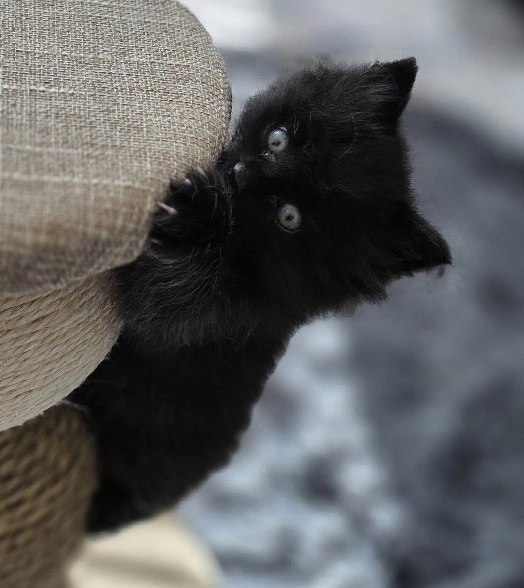 Enlarge Groot_returned, a Adopted Domestic Medium Hair in Oxford, MS image 2/2