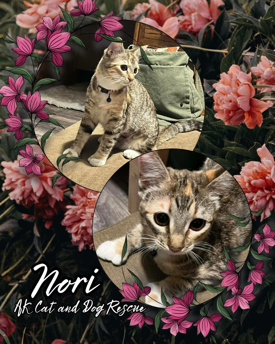 Nori, a Adoptable mixed breed in Wasilla, AK image 3/5