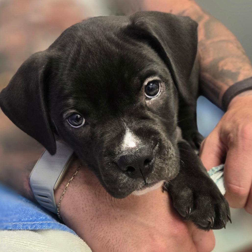 Easton, Adoptable, Puppy Male Boxer & Pit Bull Terrier.