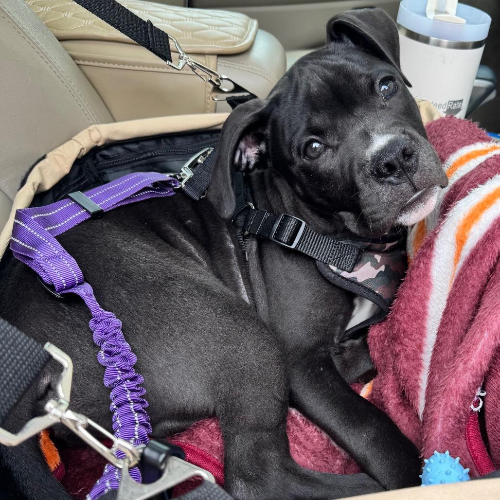Enlarge Easton, a Adoptable mixed breed in Fairfax, VA image 2/6