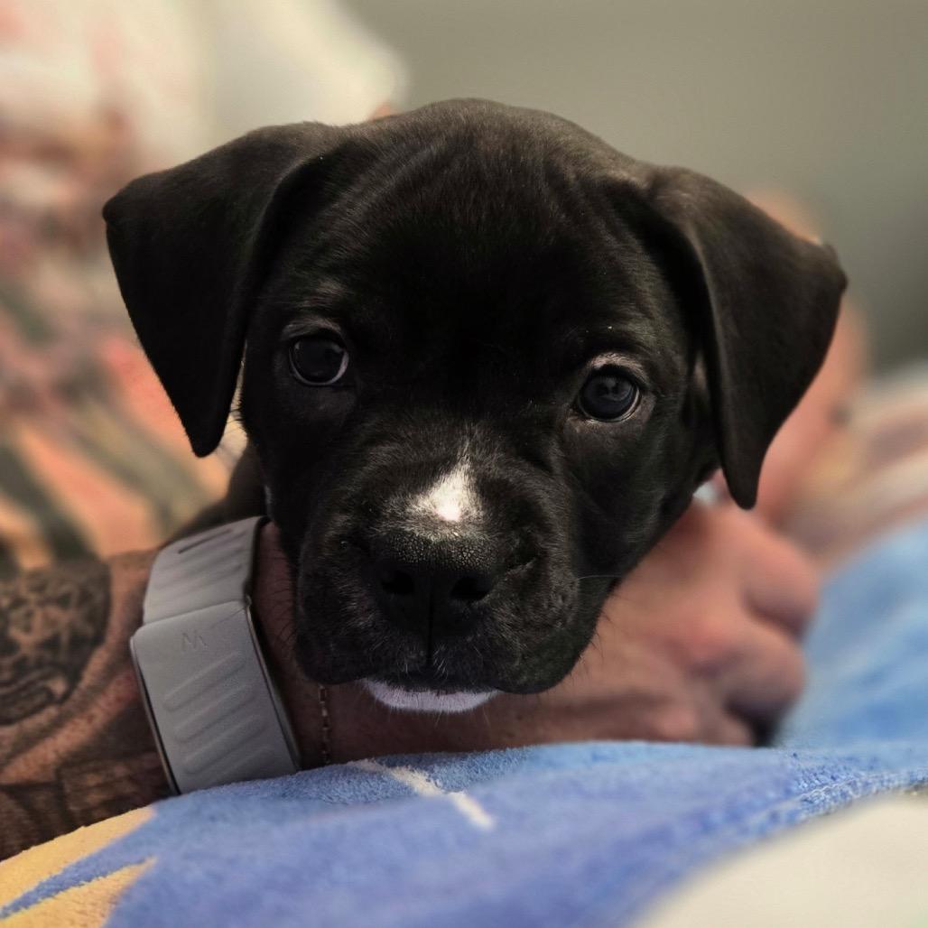 Enlarge Easton, a Adoptable mixed breed in Fairfax, VA image 3/6
