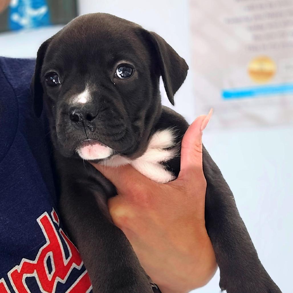 Enlarge Easton, a Adoptable mixed breed in Fairfax, VA image 4/6
