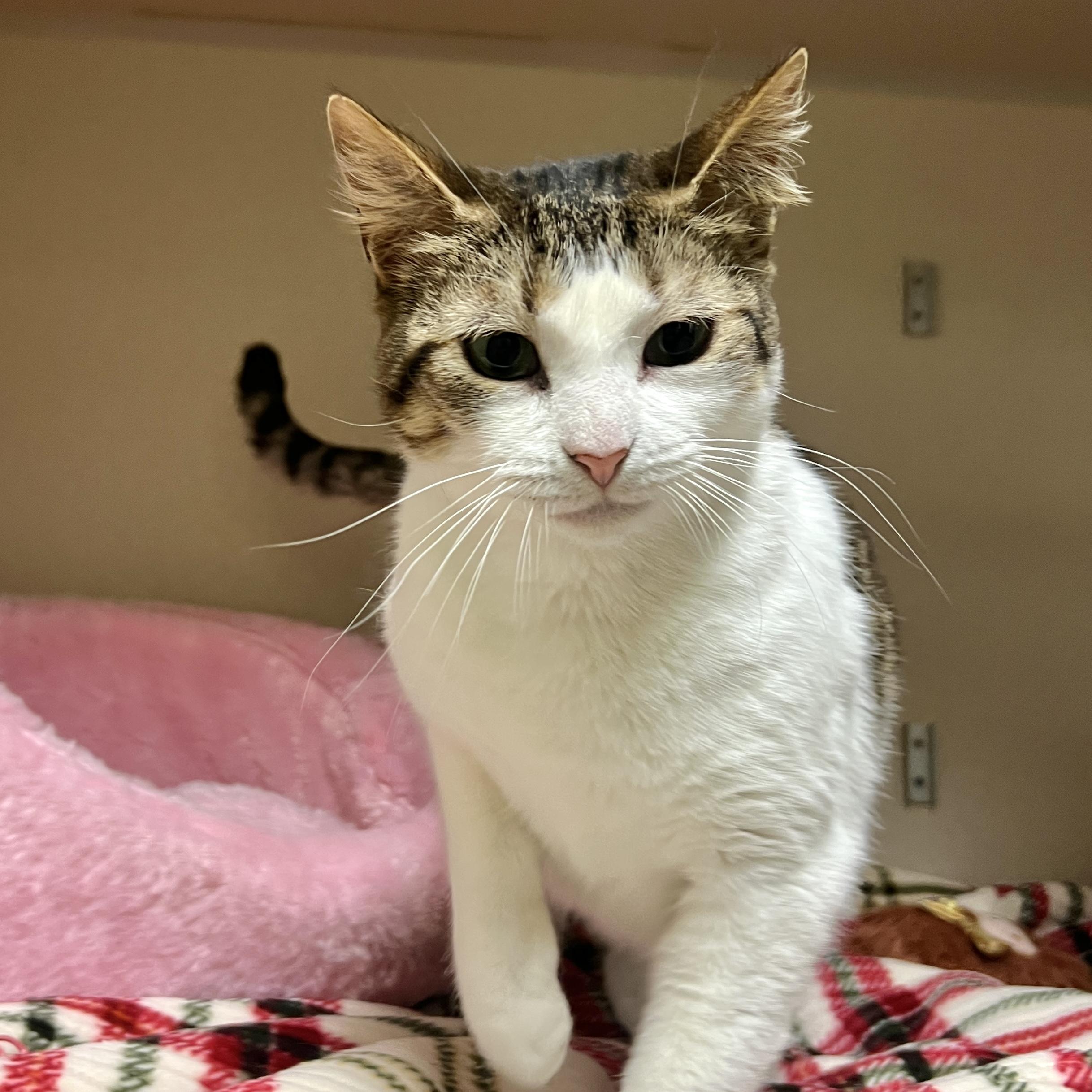 Enlarge Patty - FeLV+, a ADOPTABLE Domestic Short Hair in Eatontown, NJ image 3/6