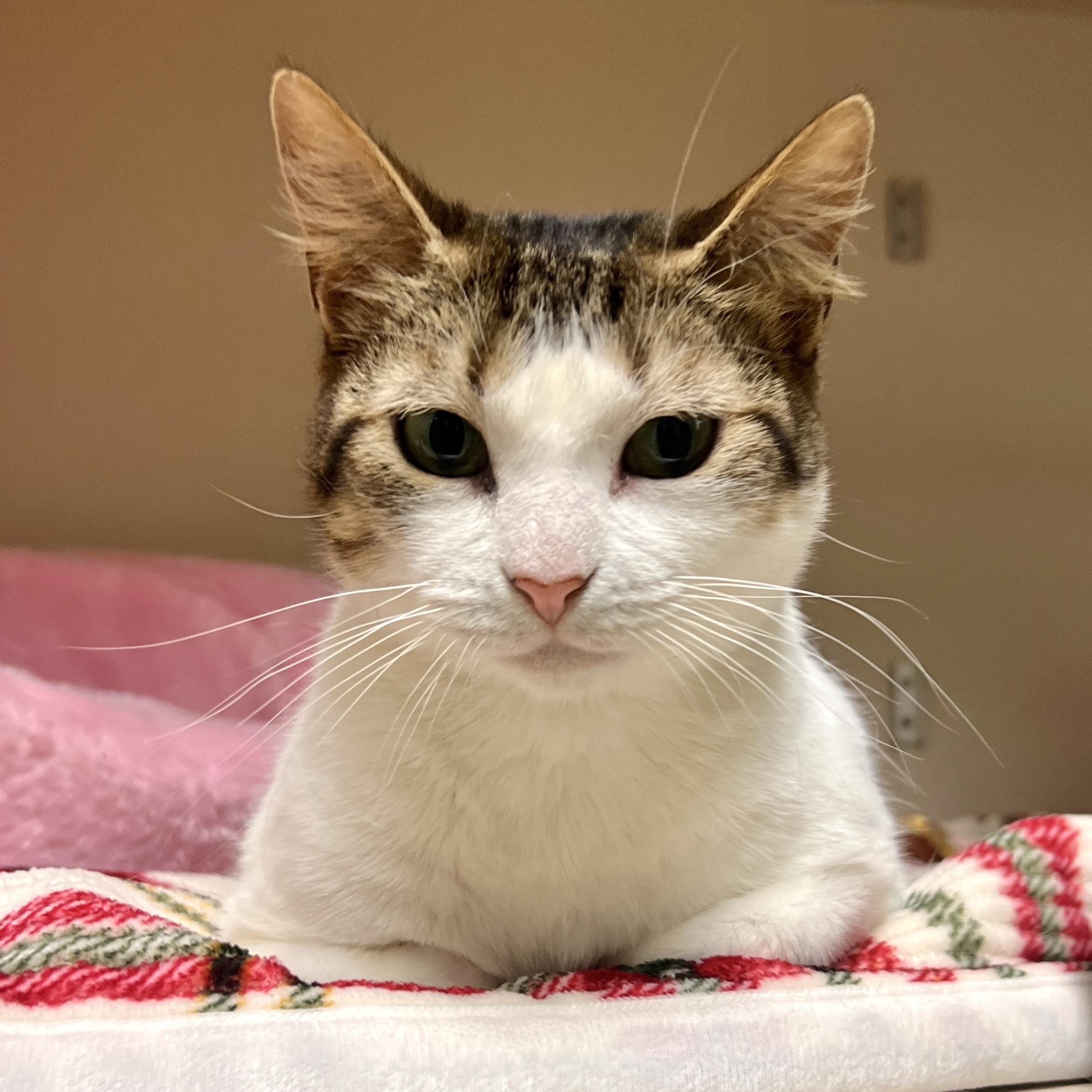 Patty - FeLV+, ADOPTABLE, Young Female Domestic Short Hair.