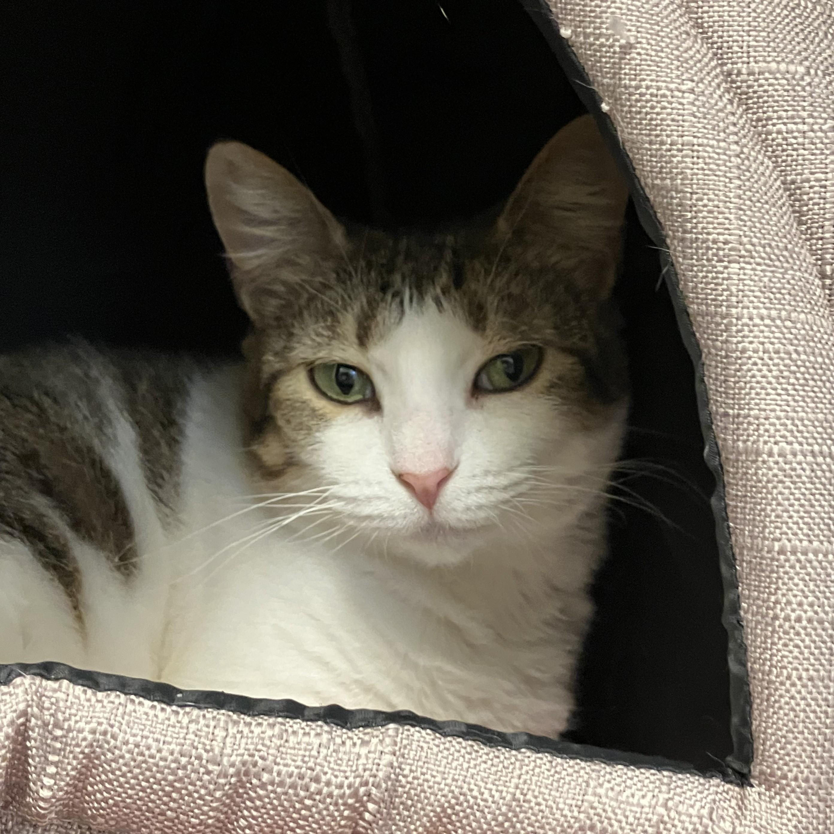 Enlarge Patty - FeLV+, a ADOPTABLE Domestic Short Hair in Eatontown, NJ image 6/6