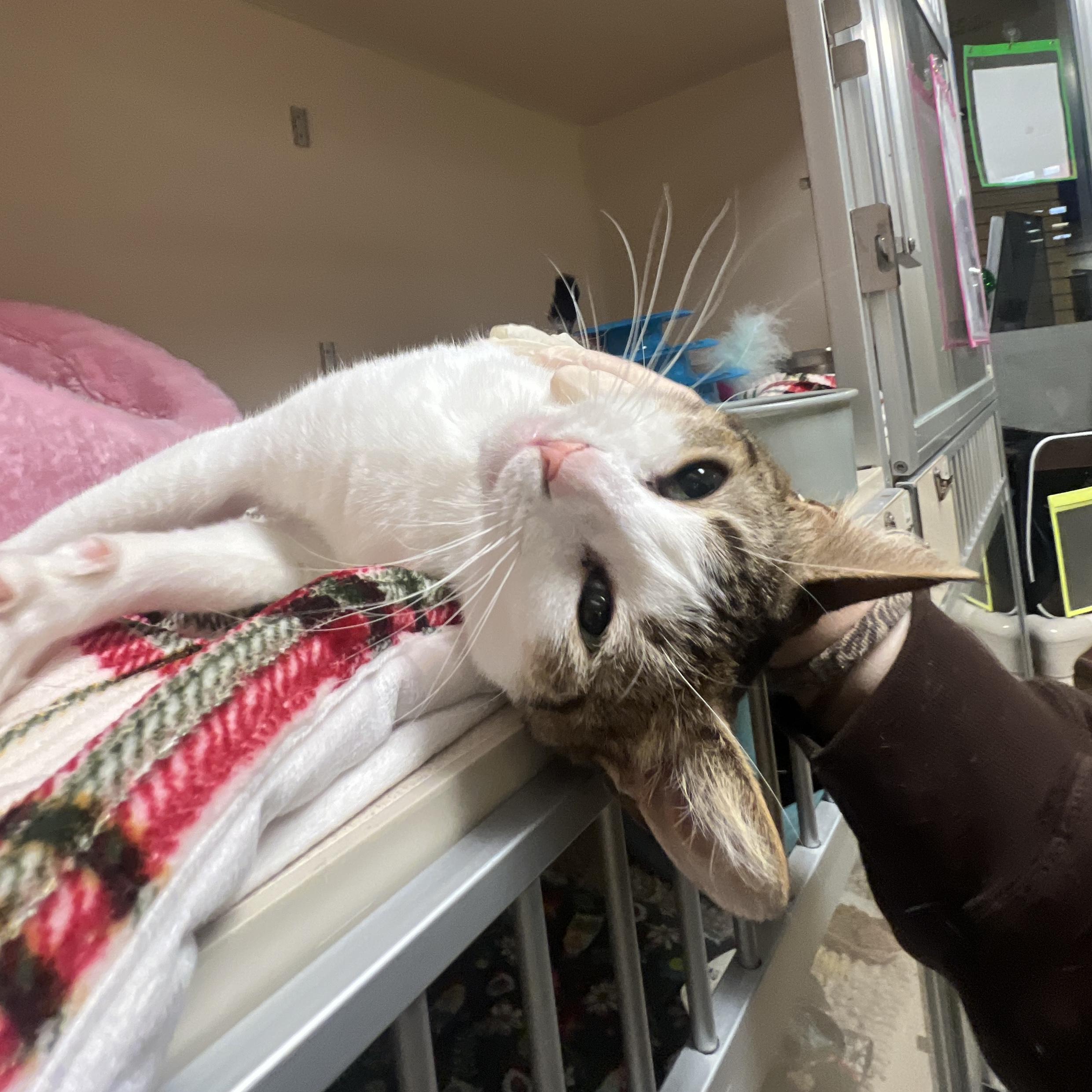 Enlarge Patty - FeLV+, a ADOPTABLE Domestic Short Hair in Eatontown, NJ image 4/6