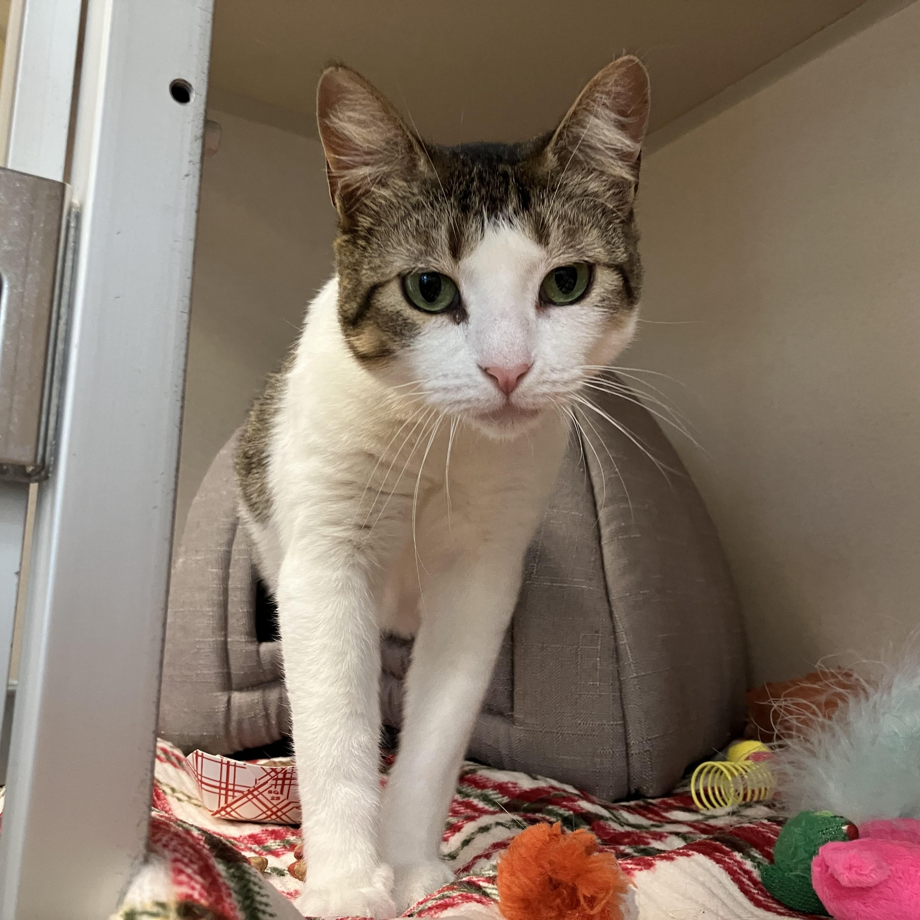 Enlarge Patty - FeLV+, a ADOPTABLE Domestic Short Hair in Eatontown, NJ image 2/6