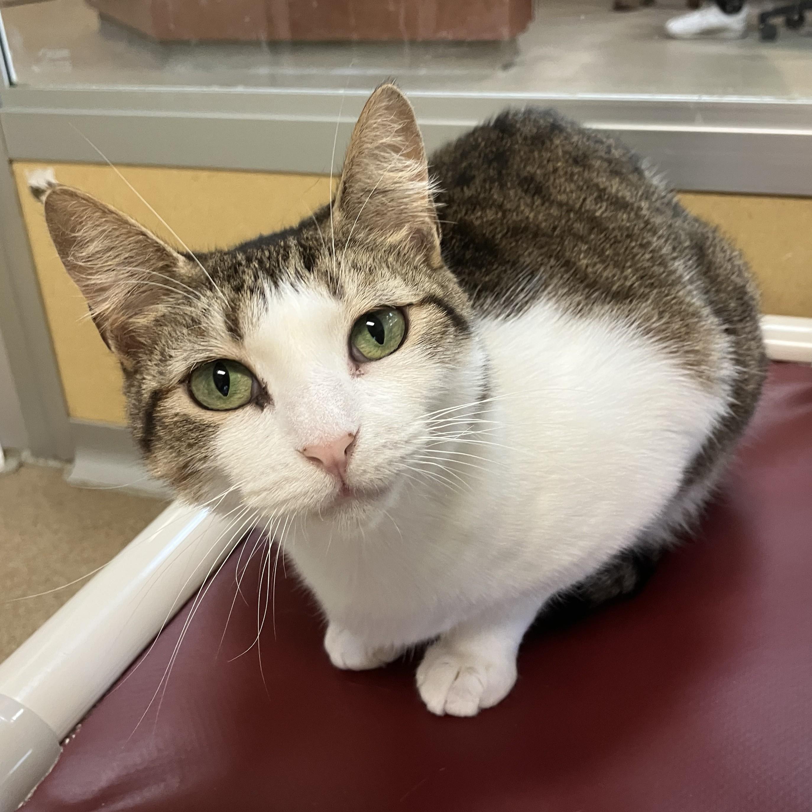 Patty - FeLV+, ADOPTABLE, Young Female Domestic Short Hair.