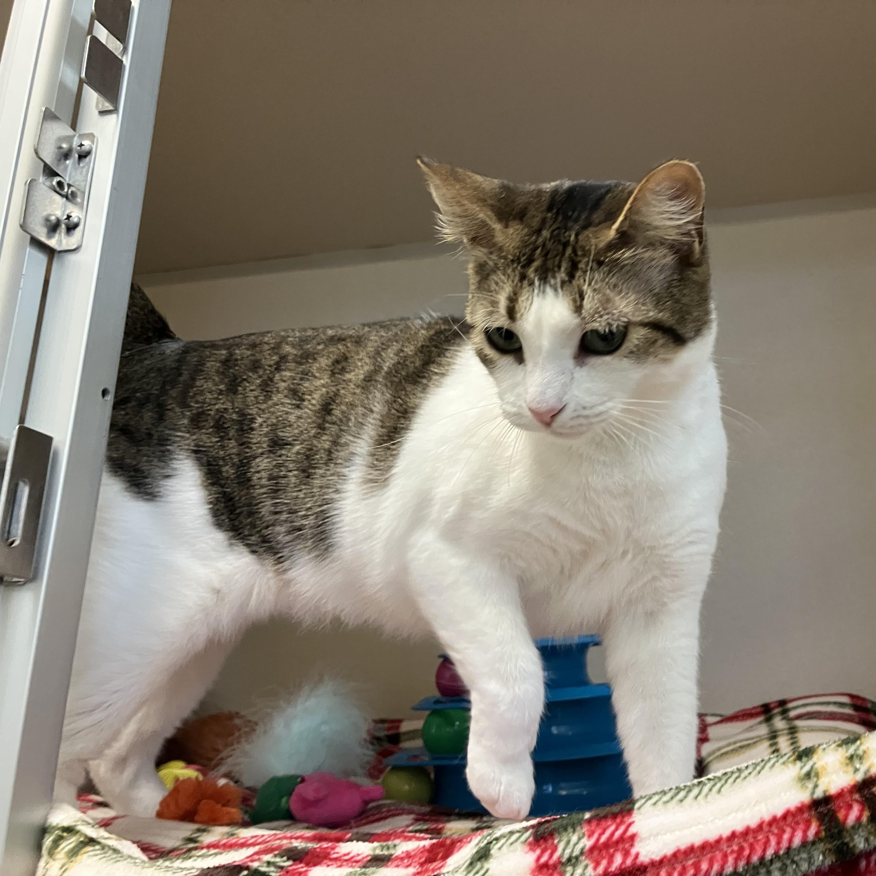 Enlarge Patty - FeLV+, a ADOPTABLE Domestic Short Hair in Eatontown, NJ image 5/6
