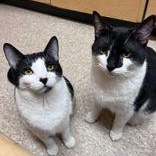 Enlarge Max (bonded with Ruby), an adopted Domestic Short Hair in Pickering, ON image 4/6