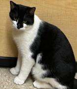 Enlarge Max (bonded with Ruby), an adopted Domestic Short Hair in Pickering, ON image 2/6