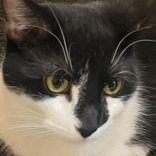 Enlarge Max (bonded with Ruby), an adopted Domestic Short Hair in Pickering, ON image 3/6