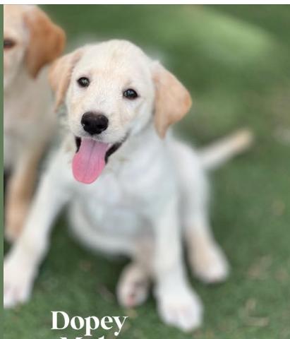 Dopey, Adoptable, Young Male Australian Shepherd & Labradoodle.
