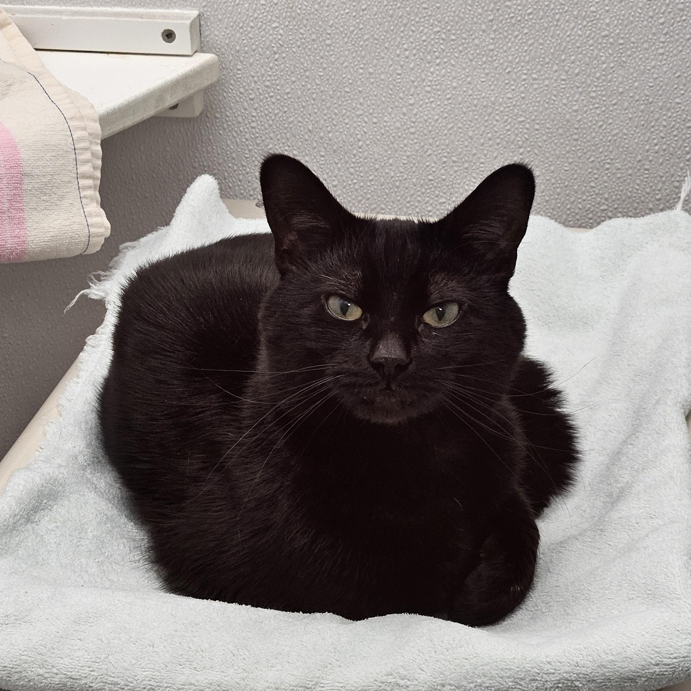 Shadow, adopted, Young Male Domestic Short Hair.