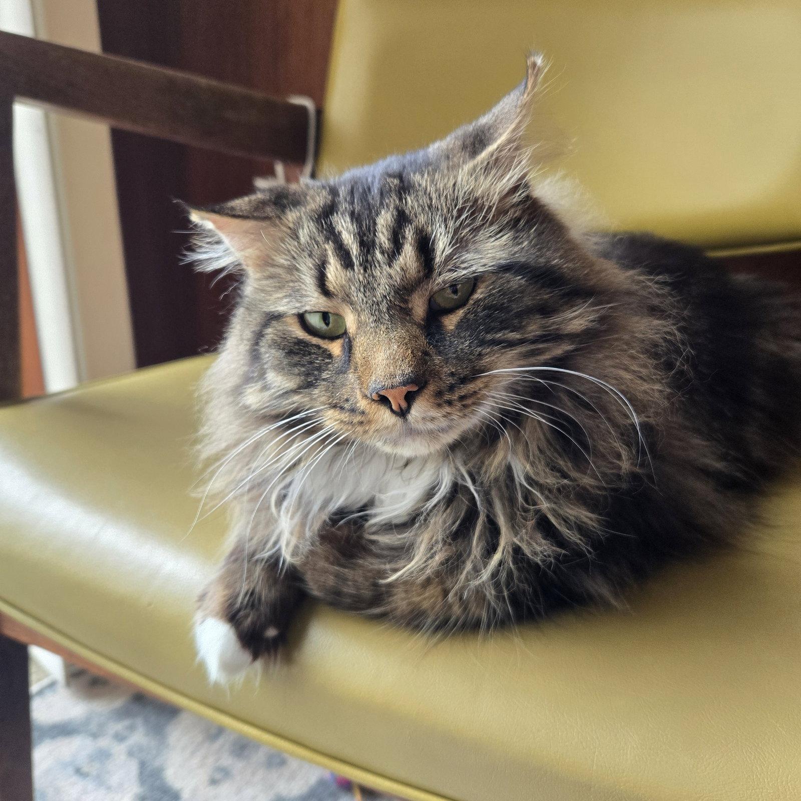 Dewey, Adoptable, Adult Male Domestic Long Hair.