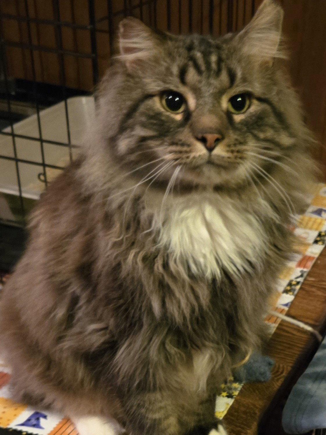 Dewey, a Adoptable Domestic Long Hair in Rochester, NY image 2/3