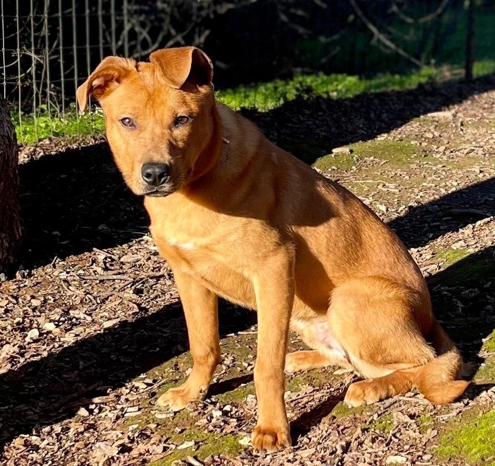 Enlarge Rocko, a Adoptable mixed breed in Jamestown, CA image 2/4