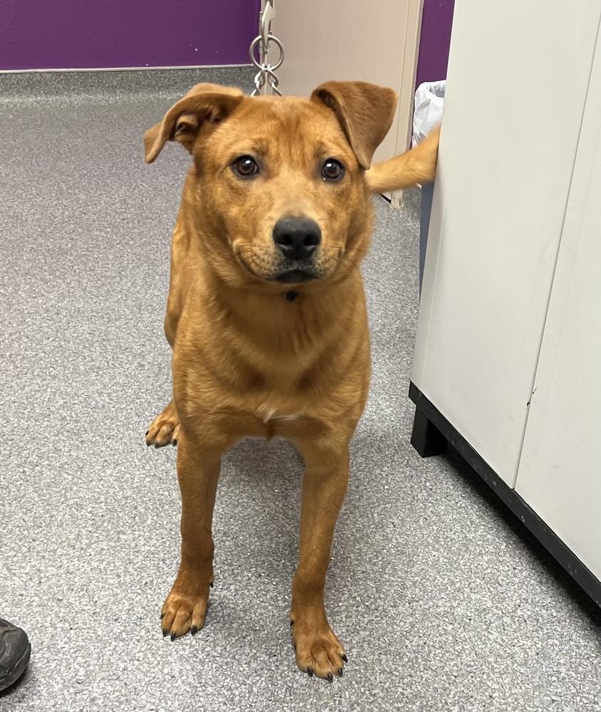 Enlarge Rocko, a Adoptable mixed breed in Jamestown, CA image 3/4