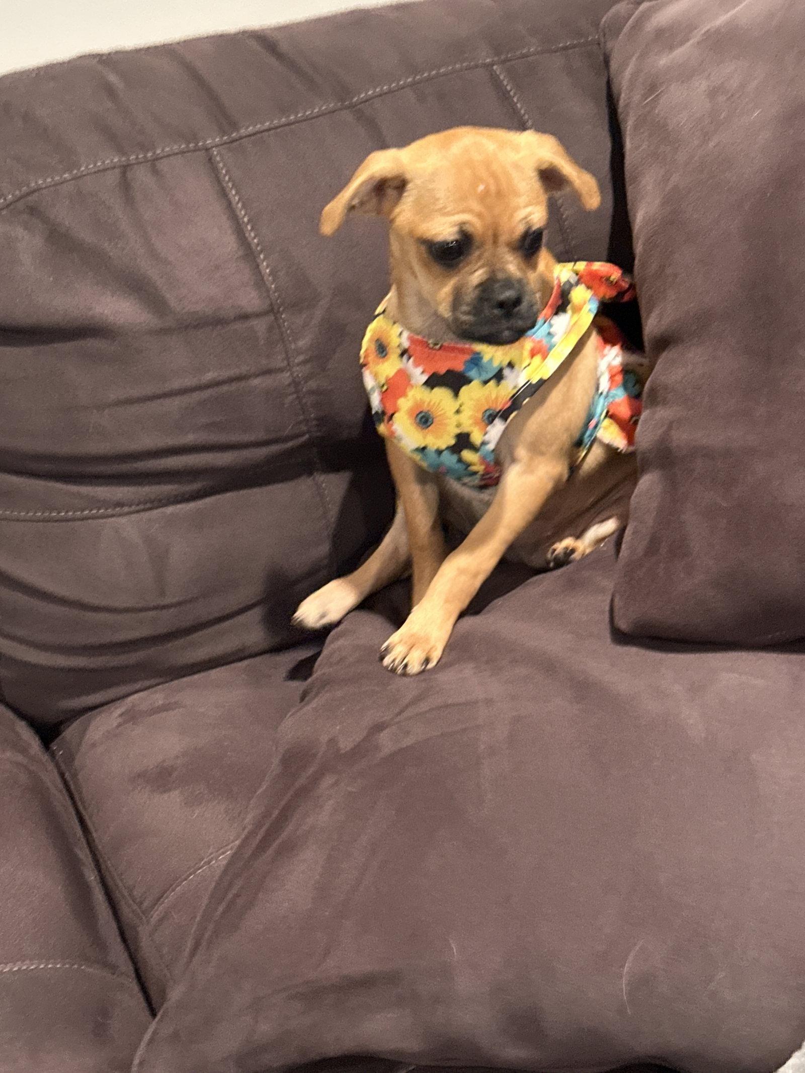 Baixa, Adoptable, Puppy Female Pug.