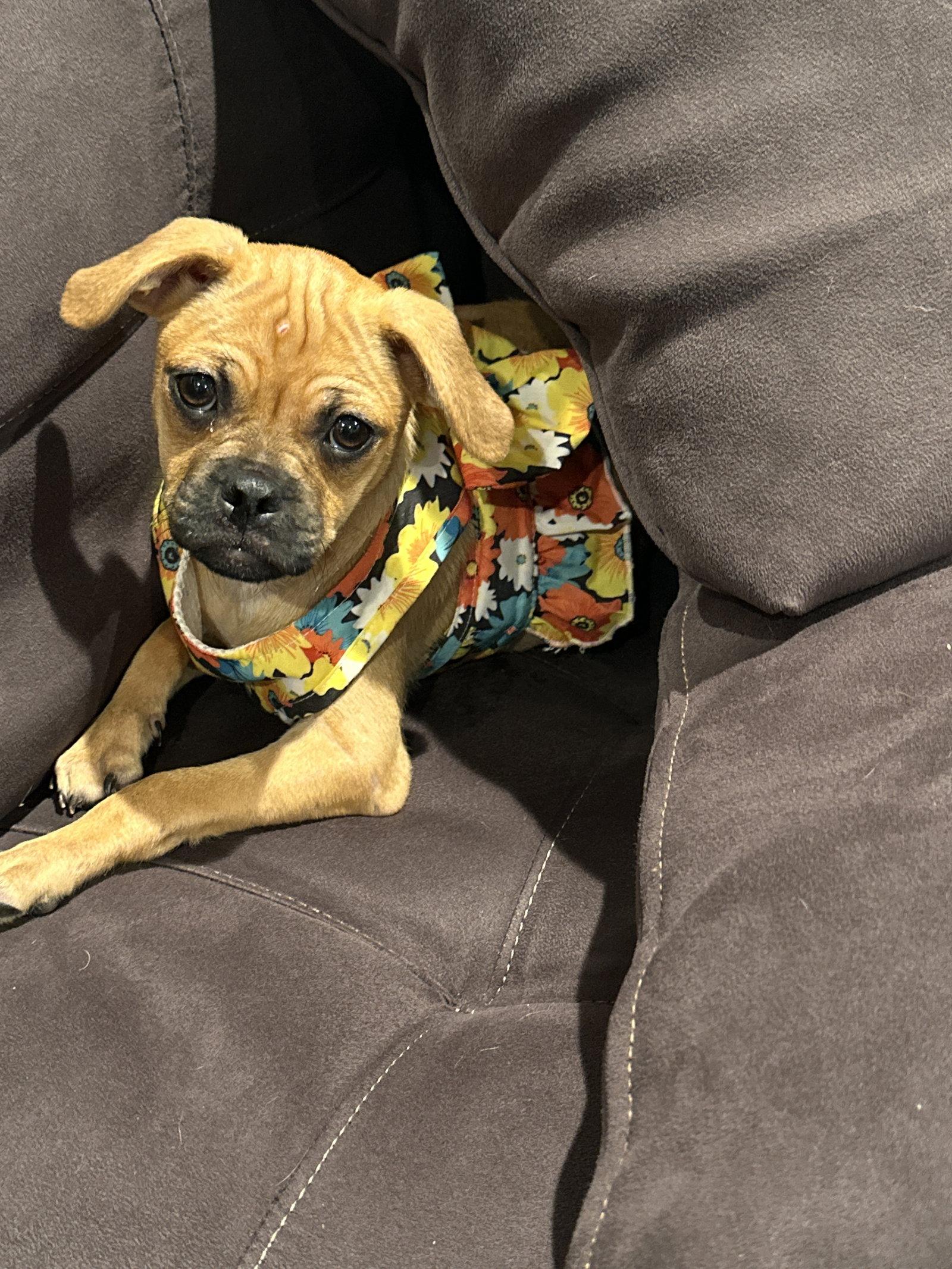 Enlarge Baixa, a Adoptable Pug in Morganville, NJ image 3/3
