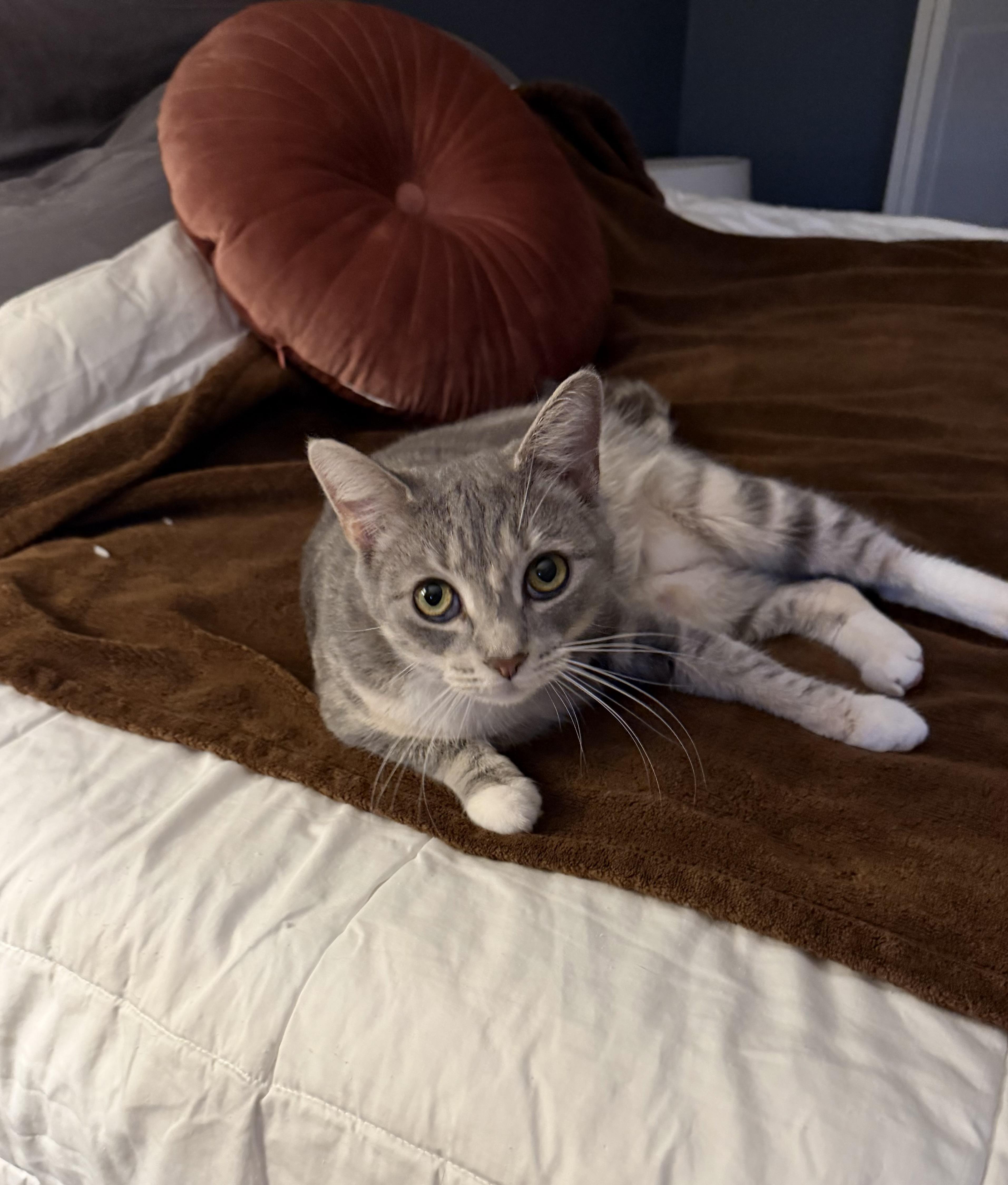 Enlarge Millie, an adopted Domestic Short Hair in Bloomfield, NJ image 3/3