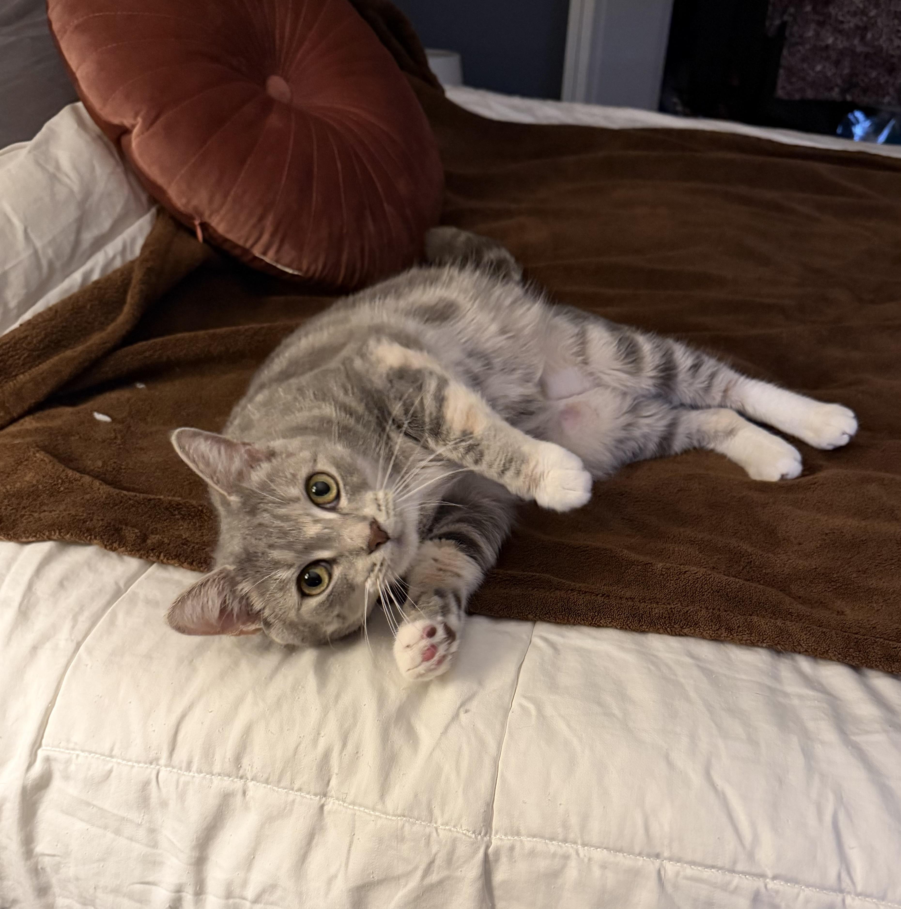 Enlarge Millie, an adopted Domestic Short Hair in Bloomfield, NJ image 2/3
