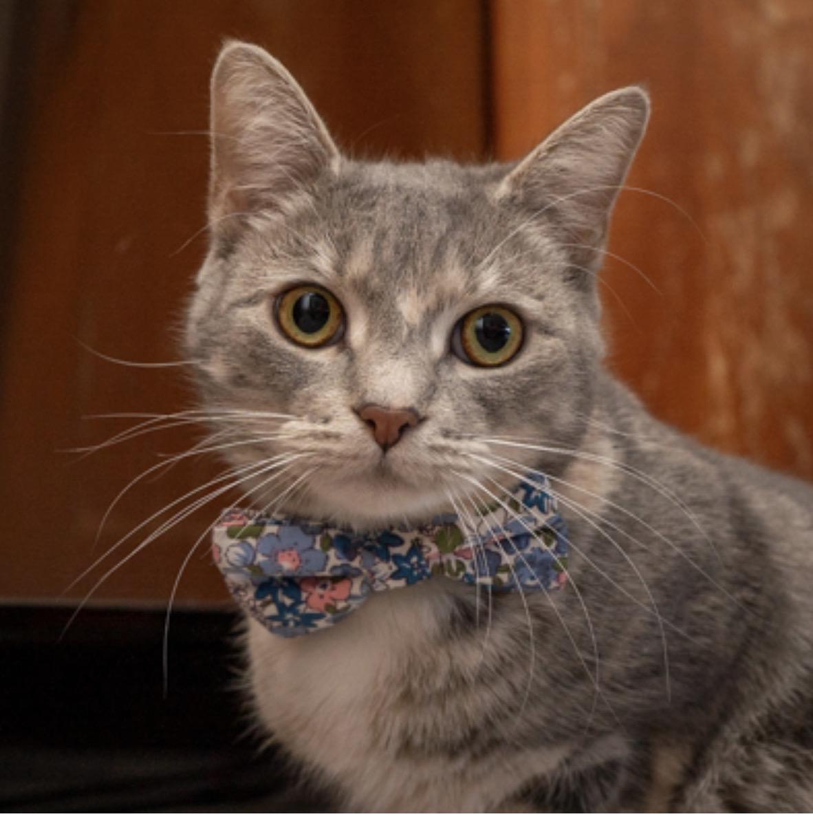 Enlarge Millie, an adopted Domestic Short Hair in Bloomfield, NJ image 1/3