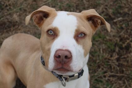 Rye, Adoptable, Adult Male Pit Bull Terrier & Mixed Breed.