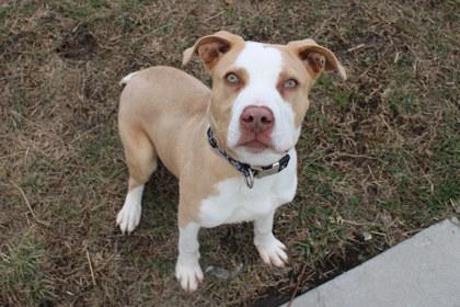 Enlarge Rye, a Adoptable mixed breed in Kansas City, MO image 1/2