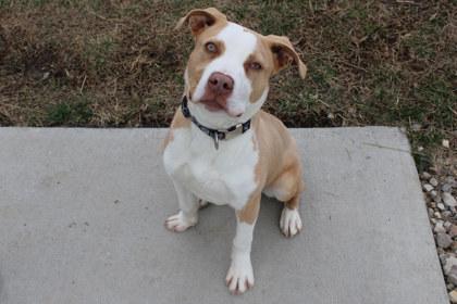 Enlarge Rye, a Adoptable mixed breed in Kansas City, MO image 2/2