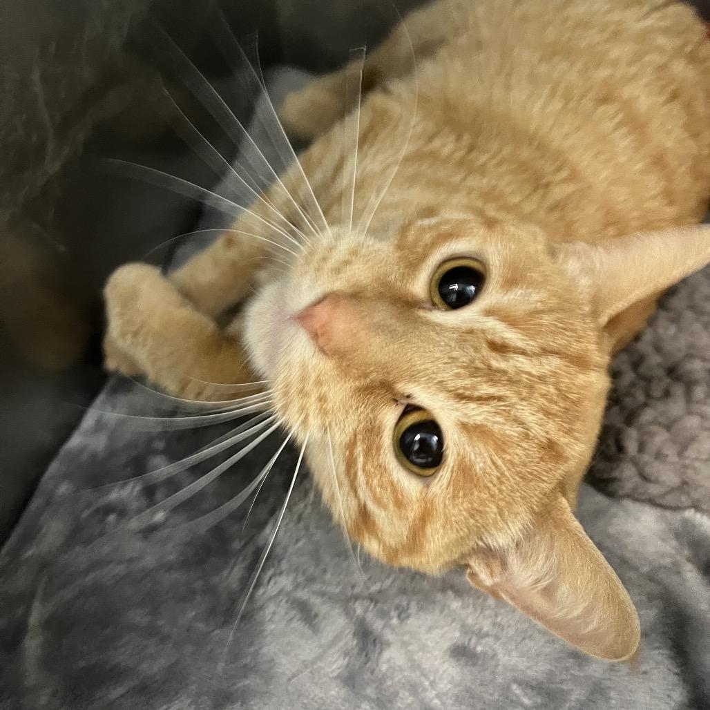 Peep, Adoptable, Adult Female Domestic Short Hair.