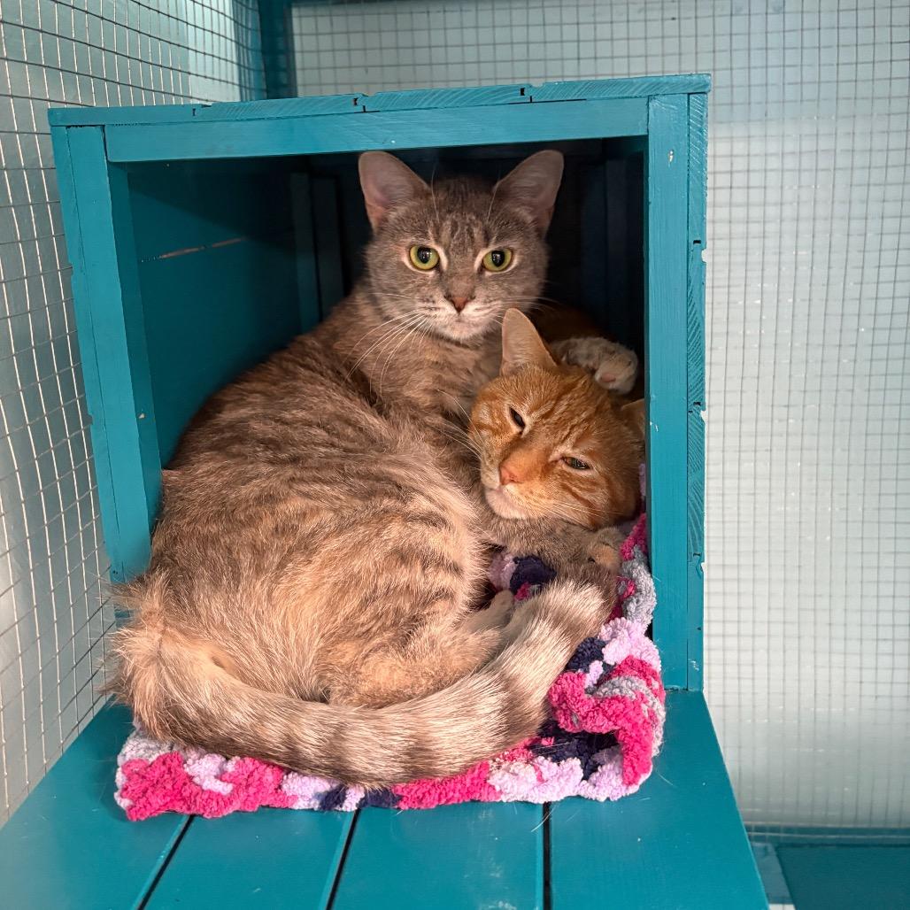 Enlarge Peep, a Adoptable Domestic Short Hair in PITTSBURGH, PA image 3/3