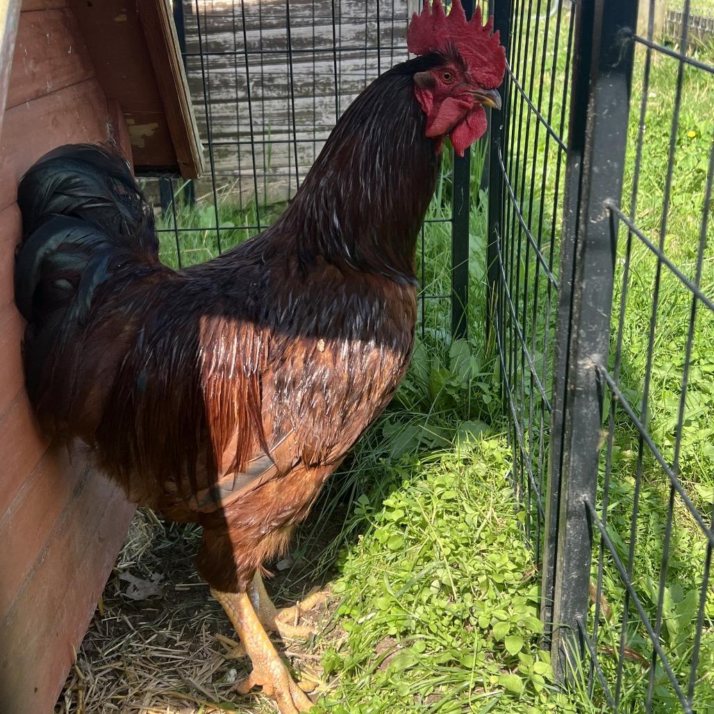 Clifford, Adoptable, Adult Male Chicken.