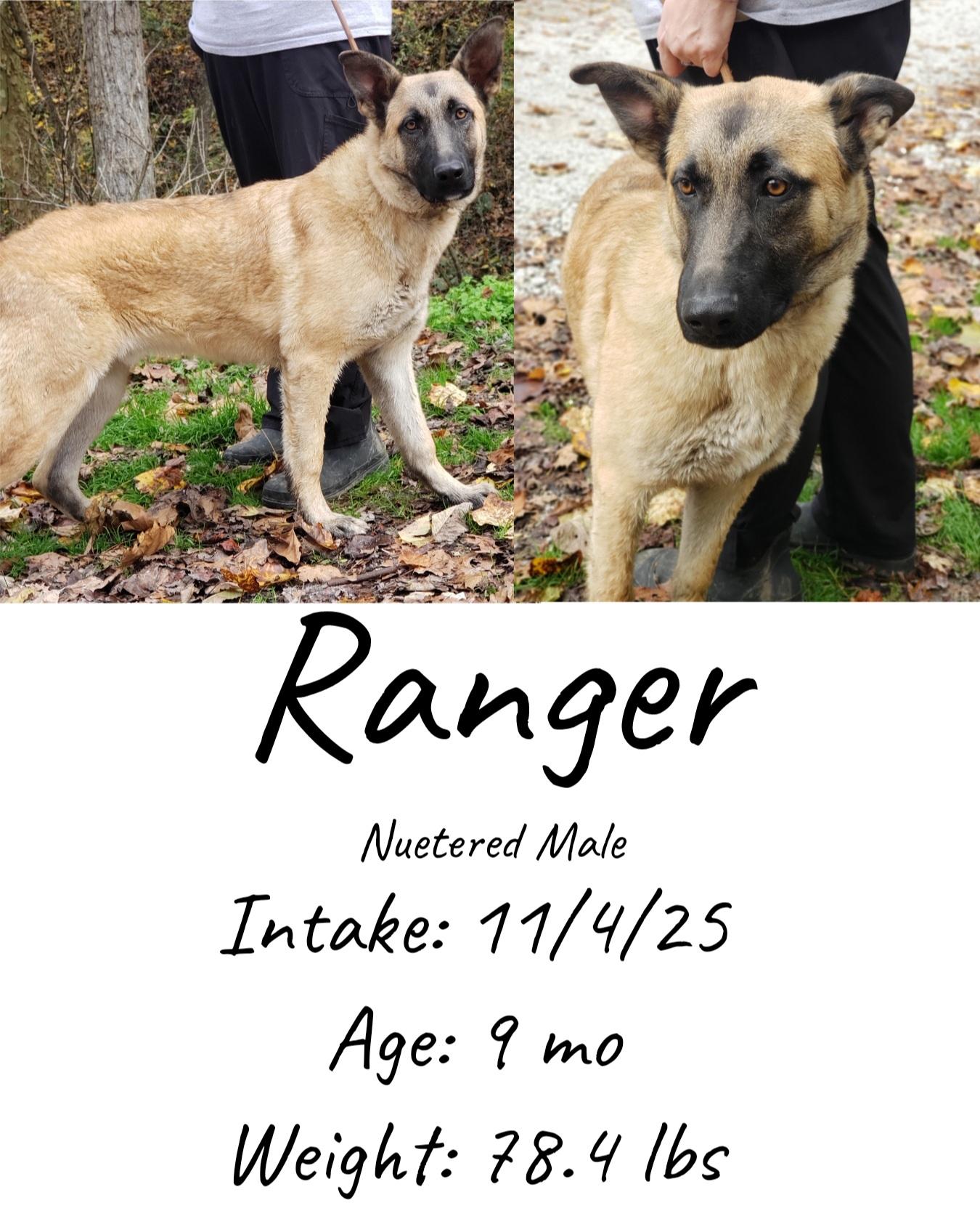 Enlarge Ranger, a Adoptable mixed breed in Staffordsville, KY image 1/1