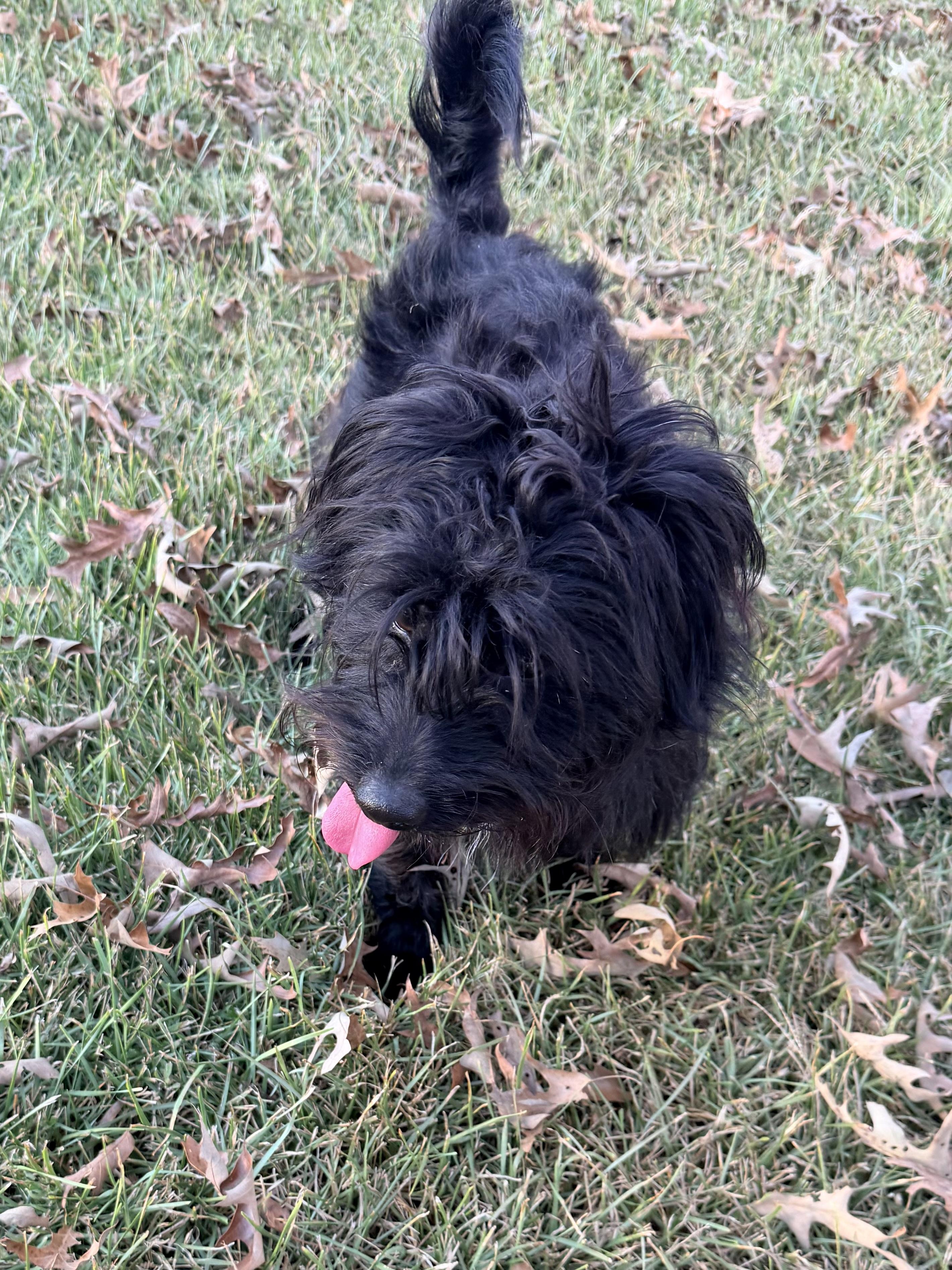 Enlarge Zach, a Adoptable mixed breed in Baker, LA image 4/6