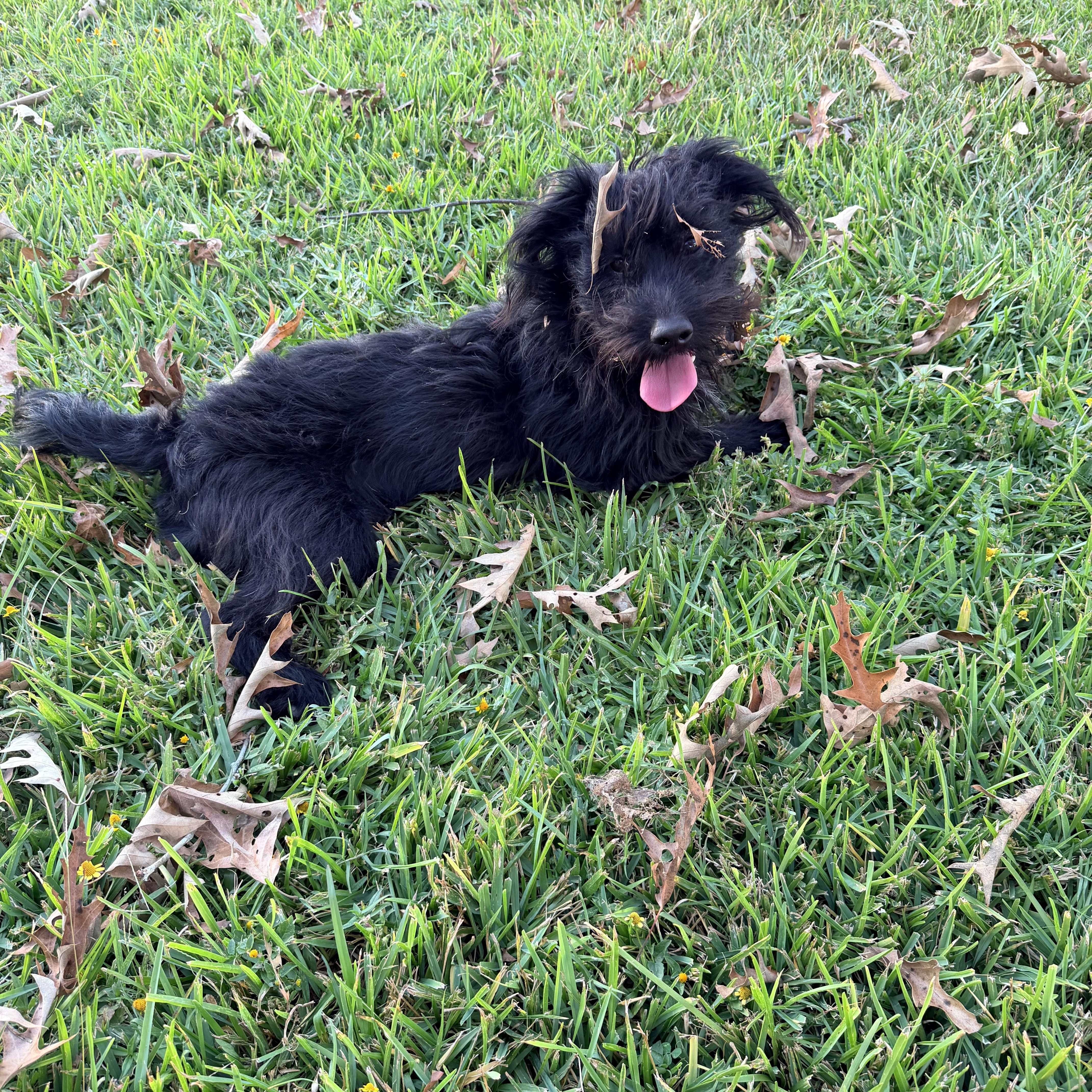 Enlarge Zach, a Adoptable mixed breed in Baker, LA image 5/6