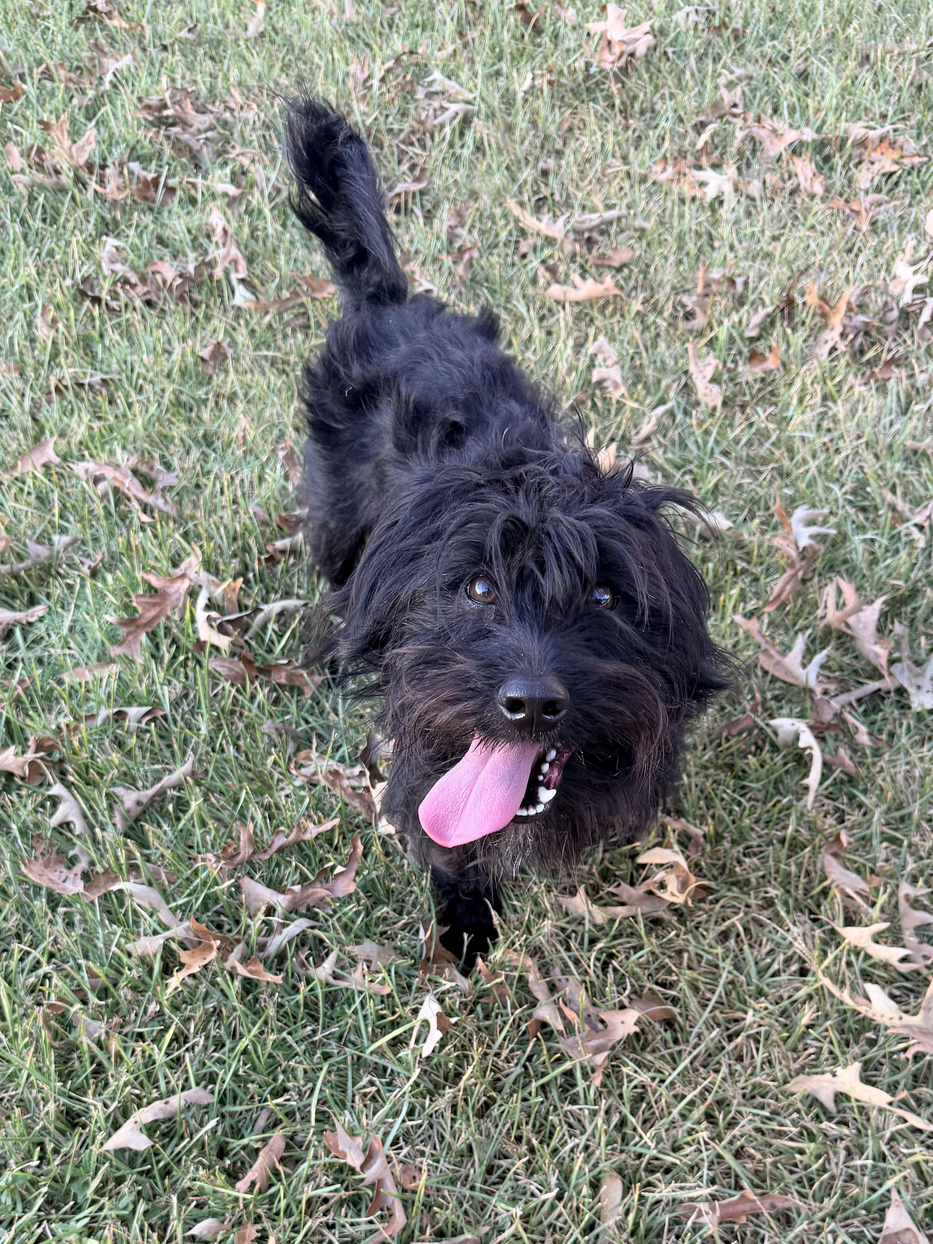 Enlarge Zach, a Adoptable mixed breed in Baker, LA image 6/6