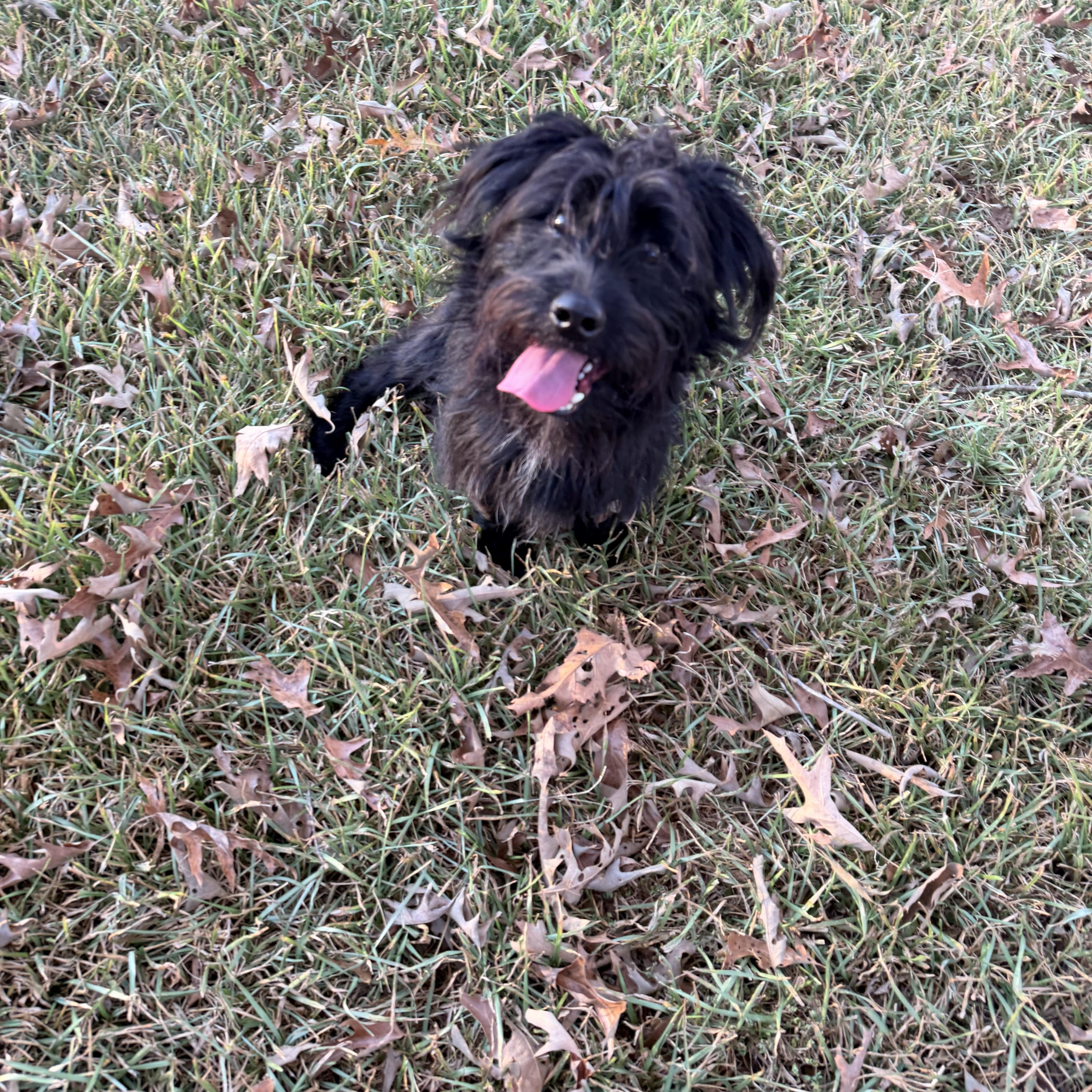 Enlarge Zach, a Adoptable mixed breed in Baker, LA image 3/6