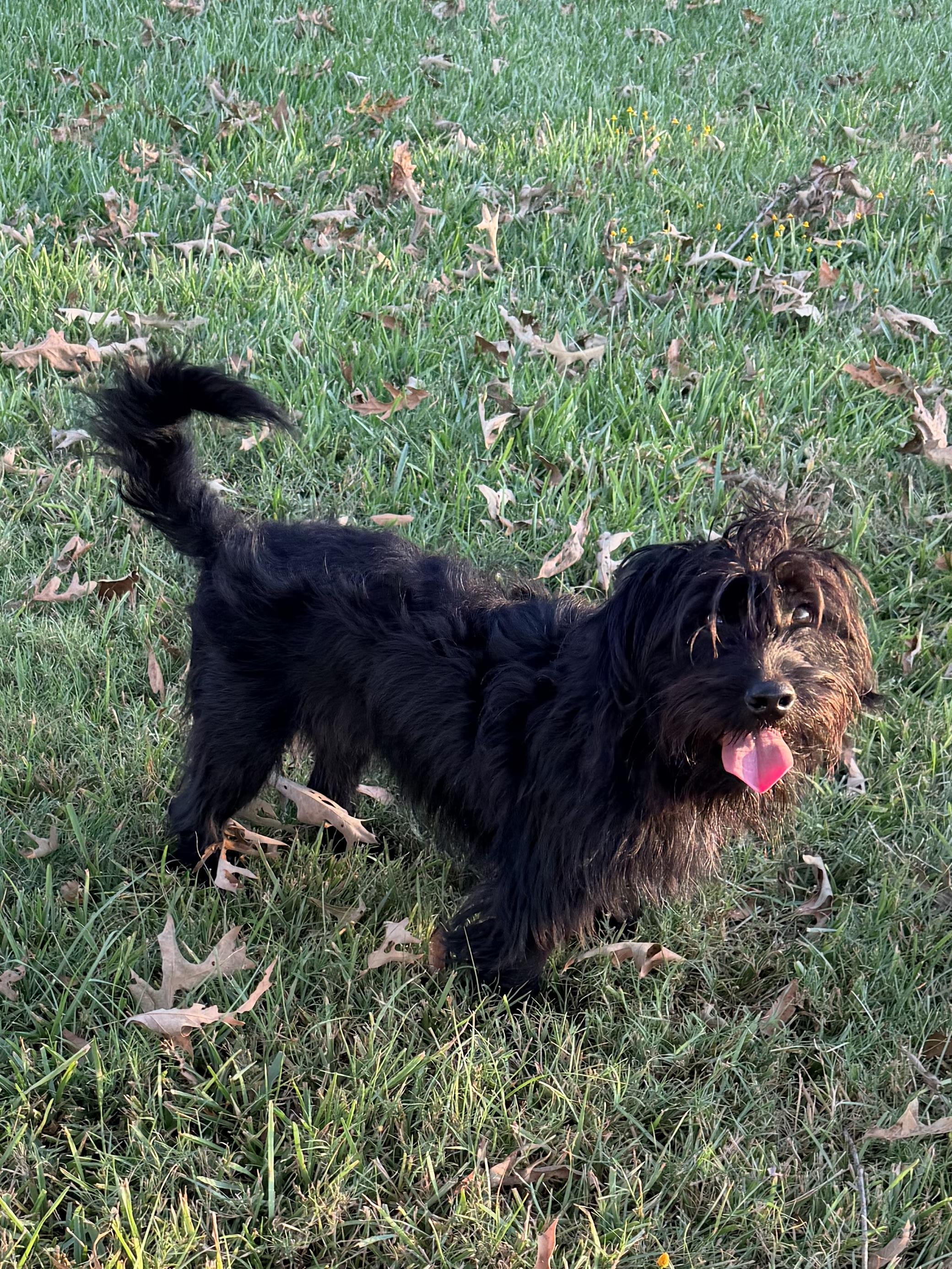 Enlarge Zach, a Adoptable mixed breed in Baker, LA image 2/6